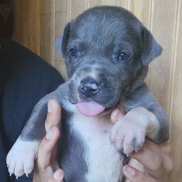 KFC - Mantle male Great Dane puppy in Street, Maryland from Grant’s Gorgeous Greats