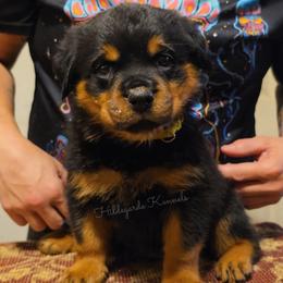 Monroe - Black and mahogany female Rottweiler puppy in Oregon from Hildegarde Kennels