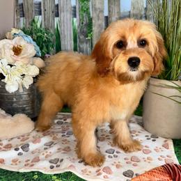 Poppy - Apricot female Cavapoo puppy in Lebanon, Missouri from Perkins Pups