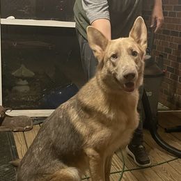 Logan - German Shepherd