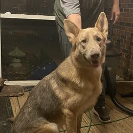 Logan - German Shepherd