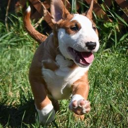 Bull Terrier Puppies from Virtue Bull Terriers
