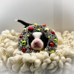 Whale - Black and white male Chinese Crested puppy in New Smyrna Beach, Florida from FronkLinn Kennel