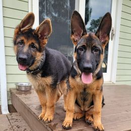 German Shepherds and Scottish Terriers from Viceroy's Kennel LLC