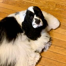 Mila - Cocker Spaniel