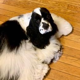 Mila - Cocker Spaniel