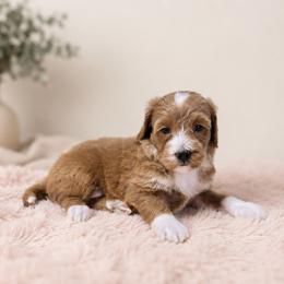 Trixie - Red  female Goldendoodle puppy in Floyd, Virginia from Hearts and Paws Poodles and Doodles