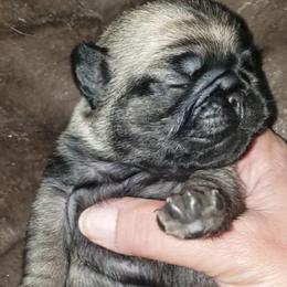 Boy 2 - Fawn male Pug puppy in Gadsden, Alabama from Carla's Pugs