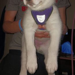 Siberian Huskies from Dawn's Siberian Huskies