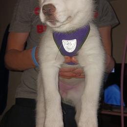 Siberian Huskies from Dawn's Siberian Huskies