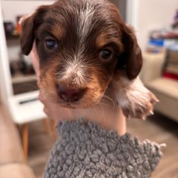 Boy 4-Donnie - Piebald male Dachshund puppy in Dorchester, Texas from Texas Mini Dachs
