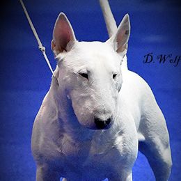 Wally - Miniature Bull Terrier