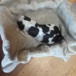 English Springer Spaniel Puppies from Gunner Spaniel