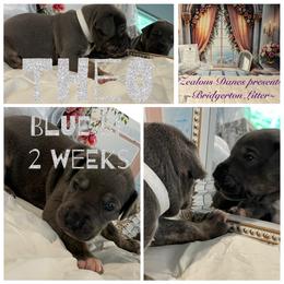 Theo - Blue male Great Dane puppy in Logan, West Virginia from Zealous Danes
