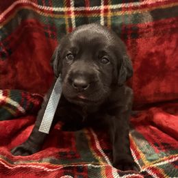 Light Blue Girl - Black female Labrador Retriever puppy in Pennsylvania from David Knott's Labrador Retrievers