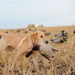 Chesapeake Bay Retriever and Labrador Retriever All Grown Up from Big Sioux Retrievers