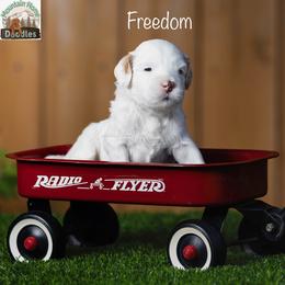 Freedom - Apricot male Australian Labradoodle puppy in Cashmere, Washington from Mountain Home Doodles