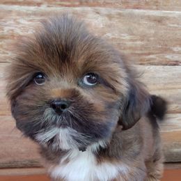 Goldberry - Brown female Lhasa Apso puppy in Jefferson, New York from Absolute Lhasa Love