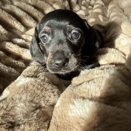 Male 2 - Black and cream male Dachshund puppy in El Campo, Texas from Creamer Creek Kennel