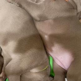 Weimaraners from Gentle soul Weimaraners