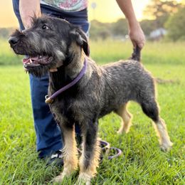 Greta - Pepper and salt female Giant Schnauzer puppy in Goodrich, Texas from Silver Creek Giant Schnauzers