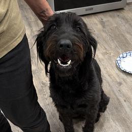 Labradoodles from LG Labradoodles