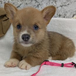 Girl 2 - Red female Pembroke Welsh Corgi puppy in Lufkin, Texas from Wartooth Cowdogs
