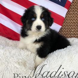 Australian Shepherd Puppies from Pine Grove Aussies