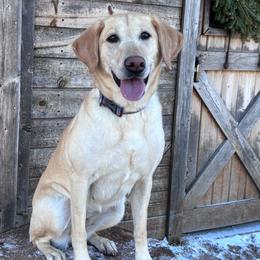 Zoey - Labrador Retriever