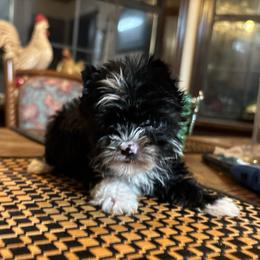 Tia - Parti female Yorkshire Terrier puppy in Lafayette, Georgia from Berggipfel Yorkies