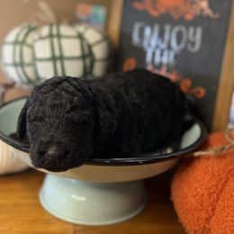 Star - Phantom female Bernedoodle puppy in Lookout, California from Remington Kennels, LLC