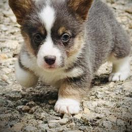 AKC Delilah - Blue female Pembroke Welsh Corgi puppy in Taylorsville, North Carolina from Mill Creek’s Pembroke Welsh Corgis and French Bulldogs