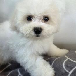 Mister Blue - White male Bichon Frise puppy in Henryville, Indiana from Sweetwaterbichonfriseandpoodles.com