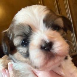 Zlata - Brindle and white female Shih Tzu puppy in Frisco, Texas from My Royal Shih Tzu⚜️