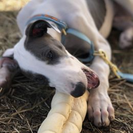 Greyhounds from Eclectic Greyhounds