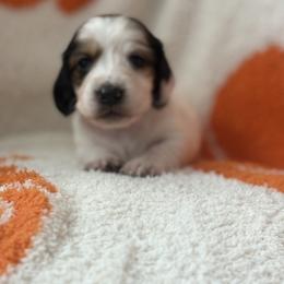 Amelia - Piebald female Dachshund puppy in Vancouver, Washington from Cascade Minis