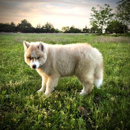 Pomsky and Siberian Husky Puppies from A-Dream Pomsky Kennel