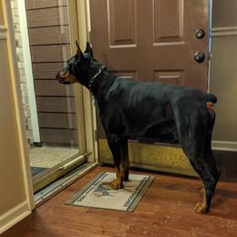 Doberman Pinschers from 7220 Doberman
