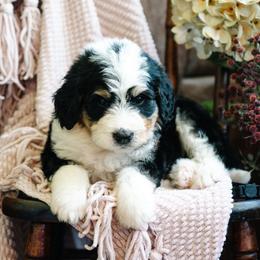 Zocalo - Tri-color male Bernedoodle puppy in Grove, Oklahoma from Grand Lake Poodles & Doodles