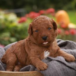 Sage - Red  female Poodle puppy in Nappanee, Indiana from Perfect Match Poodles