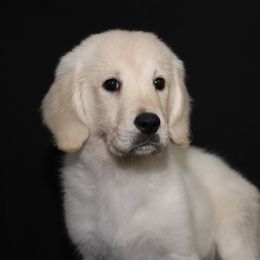 Shaggy - Light golden male Golden Retriever puppy in Auora, Colorado from Grace Skye Goldens