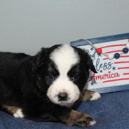 Star - Black tri female Miniature Australian Shepherd puppy in Kissee Mills, Missouri from Clinkenbeard Kennel