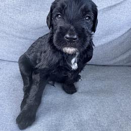 Goldendoodle Puppies from H&H Goldendoodles of Braselton