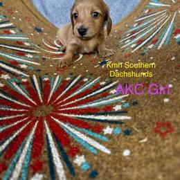 Red based cream - Red female Dachshund puppy in Statesville, North Carolina from Kmh Southern Dachshunds