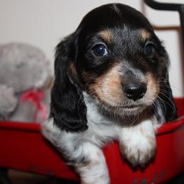 Boy 3 - Black and tan male Dachshund puppy in Craig, Colorado from Rocky Mountain Shih Tzus and Dry Creek Miniature Dachshunds