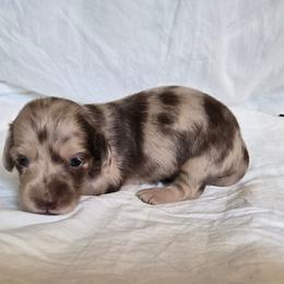 Pearl (Please read description) - Dapple female Dachshund puppy in Eldon, Missouri from Pure Joy Dachshunds