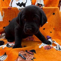 Yellow - Black male Labrador Retriever puppy in Heath Springs, South Carolina from Rich Hill Retrievers
