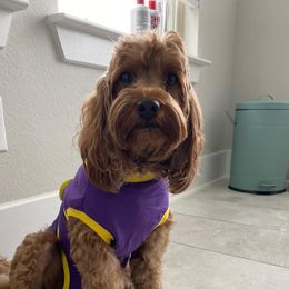 Juniper - Cavapoo