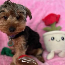 Chihuahuas and Yorkshire Terriers from Fiesta Pups