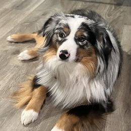 Klondike - Miniature Australian Shepherd